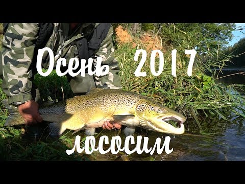 Видео: Осень. Лососим. 2017