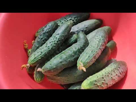 Видео: Простые радости деревни.Привезли внука на лето.