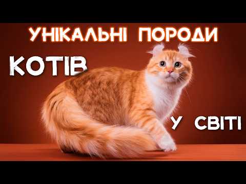 Видео: РІДКІСНІ породи котів: Ви точно НЕ БАЧИЛИ таких!