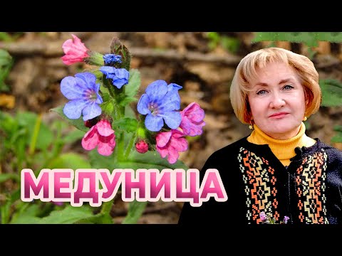 Видео: Удивительная медуница-лёгочница