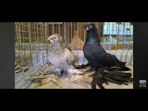 Видео: Узбекские голуби Pigeons الحمام Tauben  کبوتر 鴿子 ハトkaʙūtar güvercinler  Германии г.Werlte 25.10.25