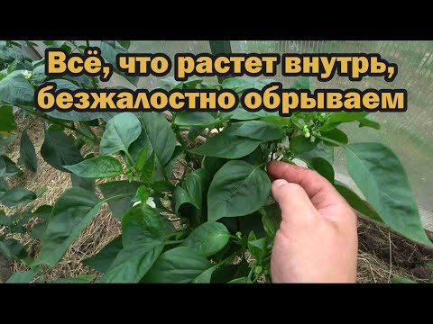 Видео: Убираем лишнее на перце