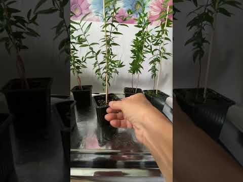 Видео: #Мирт 🥰Комнатное растение.🪴