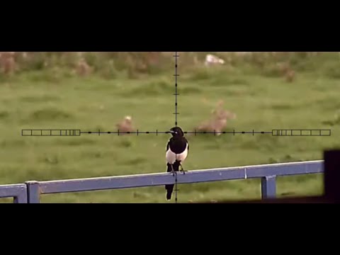 Видео: Стрельба по головам в Farm Yard Magpies 2 с HW 77 и Pulsar C50