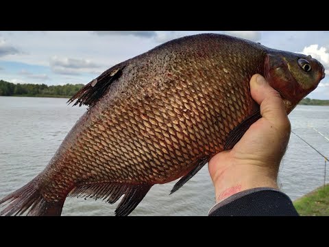 Видео: Лещ есть и он не может не есть.Фидерная рыбака на Днепре.