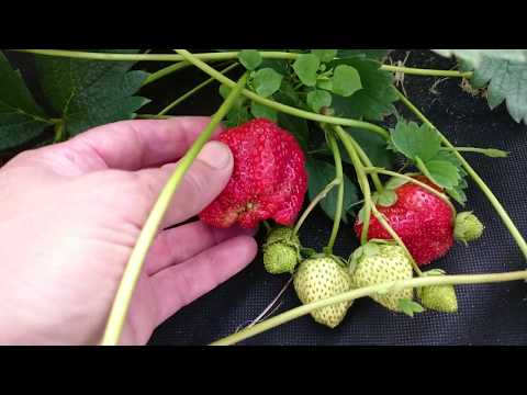 Видео: Ремонтантная земляника Королева Елизавета 2, Мара де Буа в Омске! Посадка -  весна 2019г.