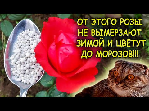 Видео: Одна столовая ложка под куст и РОЗЫ не вымерзают зимой. Розы выращивание и уход осенью. Розы осенью.