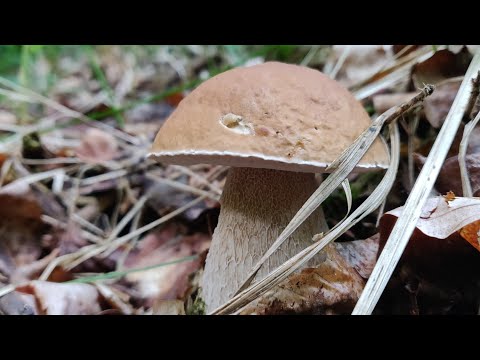 Видео: Гриби Карпат