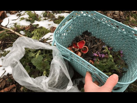 Видео: По гриби у березні: саркосцифа червона, аурикулярія вухоподібна. Піцца з зеленим соусом та грибами