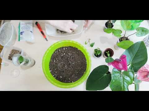 Видео: 🌿Редкие антуриумы, сорт Акрополис и Максима. Отделяю деток от ствола и пня.🌿