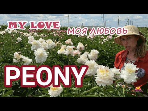 Видео: Белый махровый пион MY LOVE / Сад Ворошиловой