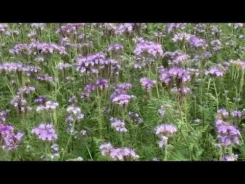 Видео: Знаменитая фацелия
