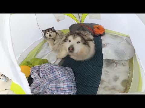 Видео: Зимняя рыбалка с собаками. Три ночевки на льду. Ладога. Чёрное. Жерлицы.