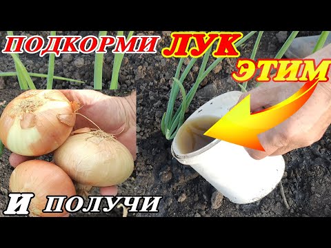 Видео: Всего 1 ч. л.! Чтобы ЛУК ВЫРОС С КУЛАК и долго хранился, ПОДКОРМИ ЕГО ЭТИМ ЧАЕМ!