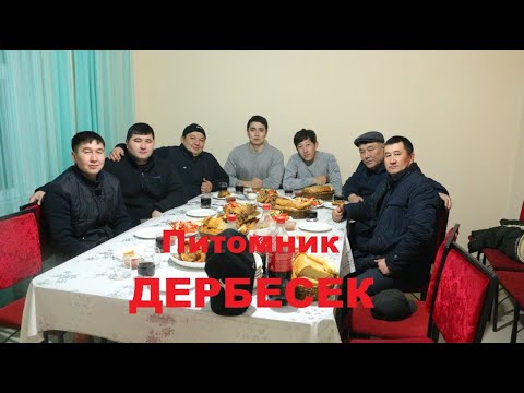 Видео: Сарағаш каласында Дербесек ауылында қазақ төбет арнасы питомник тамашалауға барды (QAZAQ TOBET)