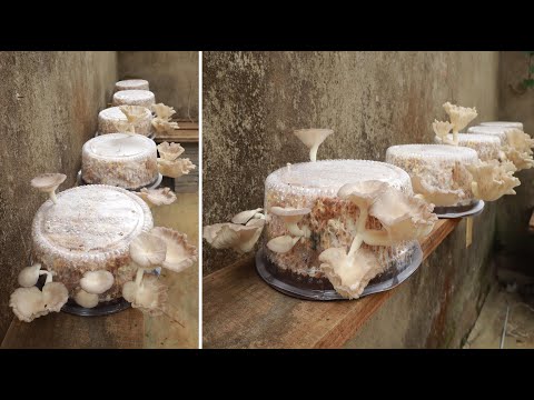 Видео: Советы по выращиванию грибов в домашних условиях из кукурузных початков чрезвычайно просты.