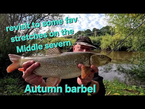 Видео: Ловля усача ранней осенью в Среднем Северне