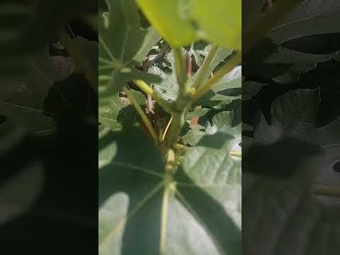 Видео: Как формируются плоды у инжира, он же фикус карика (Ficus carica)