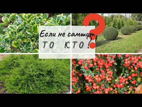 Видео: Чем заменить самшит - вечнозеленые лиственные кустарники которые идеально заменят самшит