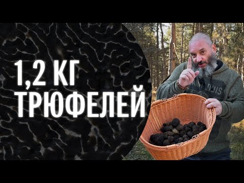Видео: Охота на черный трюфель в Грузии. Михаил Вишневский