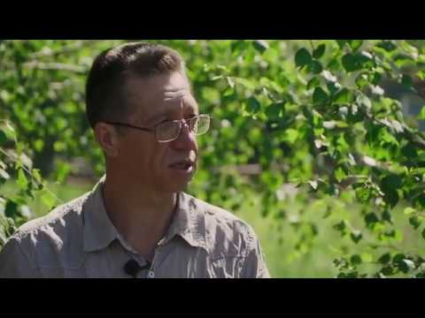 Видео: Колода для пчёл. Мёд без хлопот.