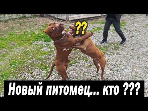 Видео: У нас новый питомец !! Кто ?? Знакомство новенького питбуля с Щенками и Питбулем Мусой.