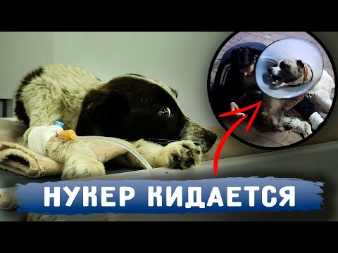 Видео: Нукер кидается при обработках. Ему больно. Вилли впервые начал лаять, но в итоге стало снова хуже...
