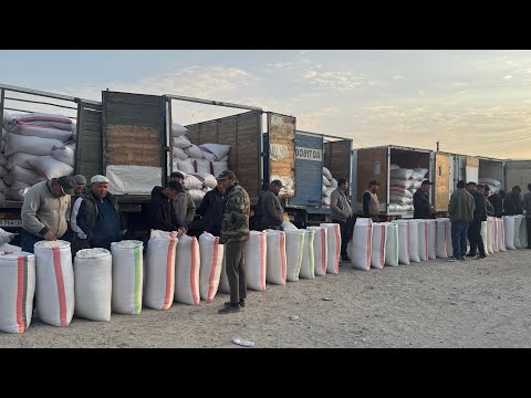 Видео: ХОРАЗМ ХАЗАРАСП ОПТОМ ГУРУЧ ЯНГИ НАРХЛАРИ 11 октября 2025 г.