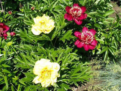 Видео: Пионы продолжают цвести и радовать, просто хвастаюсь, просто очень красиво...