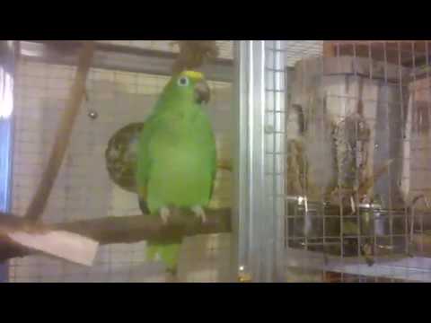 Видео: Новая покупка - Суринамский Амазон