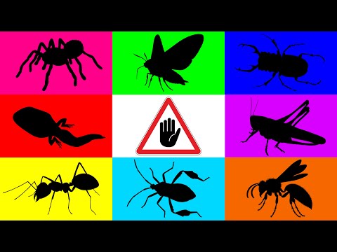Видео: Насекомое: Головастик, Паук, Моль, Жук-олень, Кузнечик, Муравей, Клоп-нож, Оса