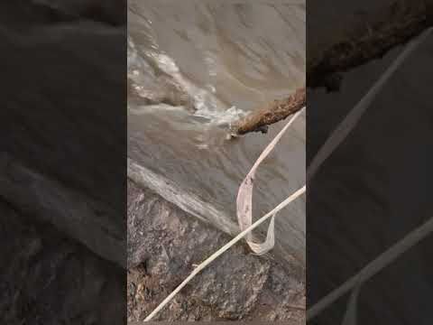 Видео: как строить пруды для форели на грунтовой и родниковой воде