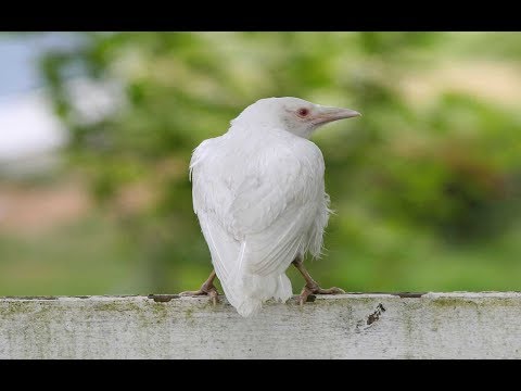 Видео: Белые вороны в коллективе. Энергетика белой вороны.