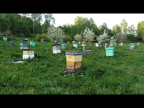 Видео: Сотохранилище и помещение для откачки меда.