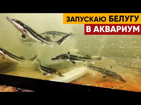 Видео: Белуга. Запускаю мальков белуги в аквариум, для того чтобы в мае их запустить в пруд.