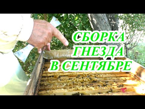 Видео: СЕНТЯБРЬ. СБОРКА ГНЕЗДА. ЧТО ДЕЛАТЬ с КОРМАМИ.