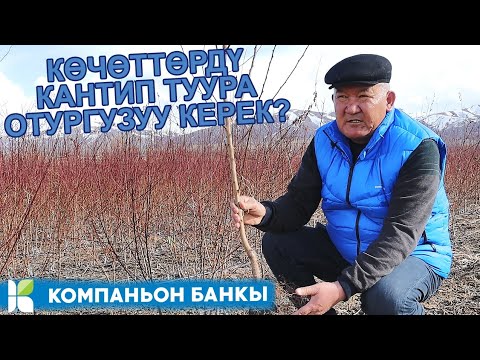 Видео: КӨЧӨТТӨРДҮ КАНТИП ТУУРА ОТУРГУЗУУ КЕРЕК?