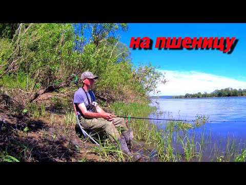 Видео: ПЛОТВА НА ПШЕНИЦУ. БЕЛОГЛАЗКА НА ДОНКУ. Рыбалка на ОКЕ на разные снасти.