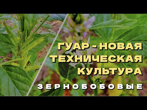 Видео: Гуар.  Что такое гуар и с чем его едят