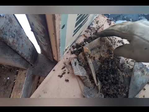 Видео: Способы зимовки.Сравнение.