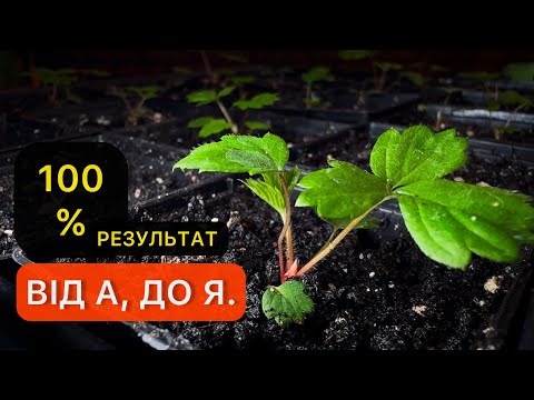 Видео: Як виростити розсаду полуниці і суниці з насіння. Все що потрібно знати для успішного результату.