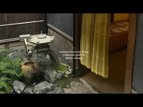 Видео: тихий влог: сакура цветет 🍵ミ