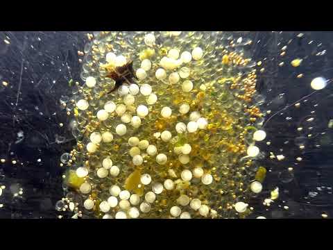 Видео: Икра и Личинка Красного Неона. Скоро Малёк !