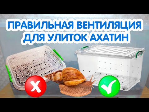 Видео: Вентиляция для улиток ахатин. Как сделать вентиляцию в контейнере для улиток?