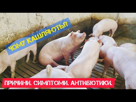 Видео: Кашель у свиней. Причини, симптоми, антибіотики.