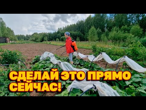 Видео: ОБРАБОТАЛА ОГОРОД КЛЕЕМ /ЗАЩИТА ОТ ФИТОФТОРЫ МУЧНИСТОЙ РОСЫ /ОБРАБОТКА САДА ОВОЩЕЙ@obovsemsmarusya