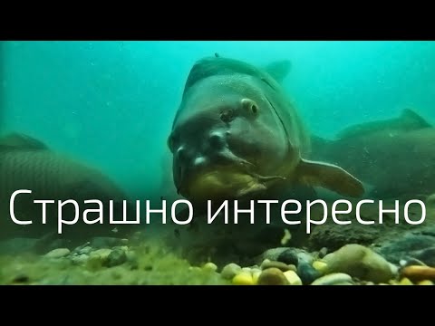 Видео: 8. Любопытство в пищевом поведении карпа.