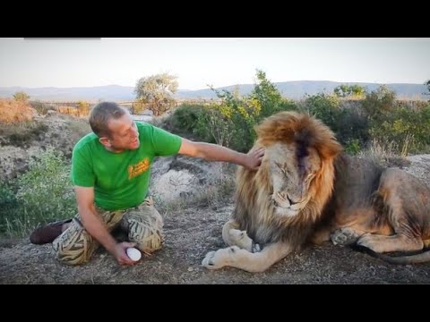 Видео: Слабонервным не смотреть или как я  ЛЕЧИЛ ЛЬВА - ВОЖАКА! How I treated the lion-leader!