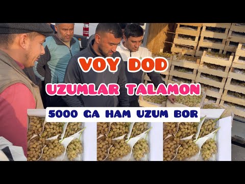 Видео: 2025.14.ноябрь. ОЛТИАРИҚ МЕВА ЭКСПОРТ БОЗОРИ