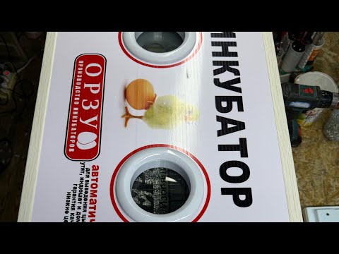 Видео: Тошкент шахрига доставка инкубатор орзу 